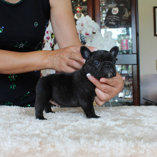 180602BRF-01可愛いお顔をしたアメリカ系コロコロなフレンチブルドッグのブリンドル女の子です。-2