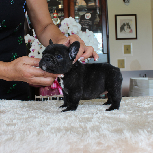 180602BRF-01可愛いお顔をしたアメリカ系コロコロなフレンチブルドッグのブリンドル女の子です。-3