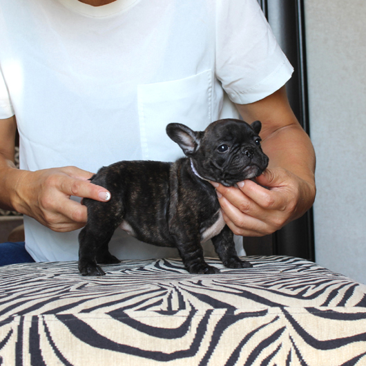180620BRF-01外産の雰囲気を感じる骨太コロコロボディーのフレンチブルドッグのブリンドル女の子です。-2