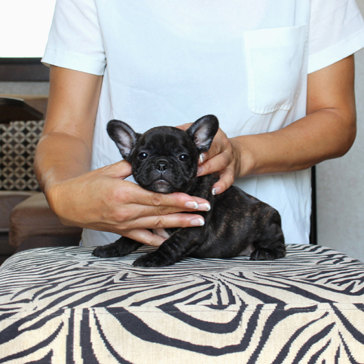 180620BRF-01外産の雰囲気を感じる骨太コロコロボディーのフレンチブルドッグのブリンドル女の子です。-3