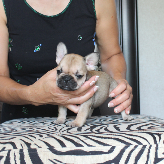 180625FWF-01ブラックマスクの入り方が特徴的で可愛いフレンチブルドッグのフォーン女の子です。-3