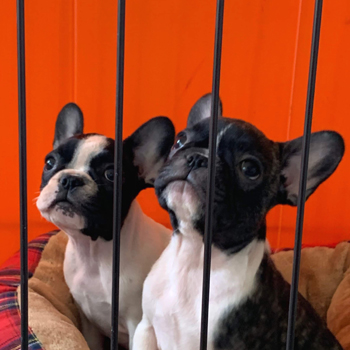子犬販売で新しいパイド3兄妹の写真を紹介！