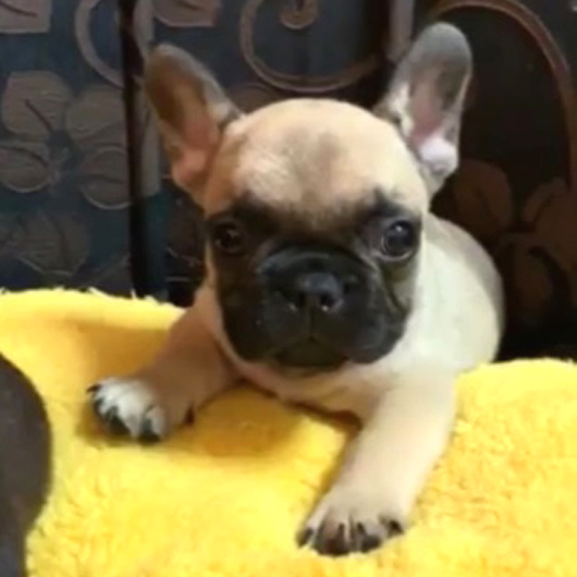 180903FWM-01ショートボディーで可愛いお顔をしたフレンチブルドッグのフォーン男の子です。-1