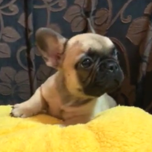 180903FWM-01ショートボディーで可愛いお顔をしたフレンチブルドッグのフォーン男の子です。-2