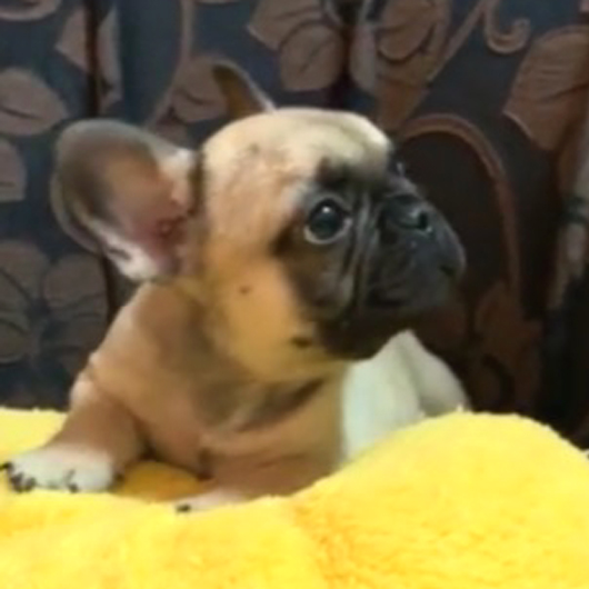 180903FWM-01ショートボディーで可愛いお顔をしたフレンチブルドッグのフォーン男の子です。-3