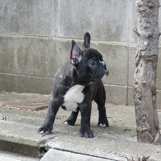 181101BRM-01Wブレーズと胸のエプロンが特徴的な小熊のようなフレンチブルドッグのブリンドル男の子です。-2