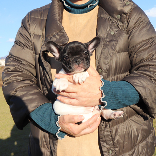 181112PDF-01優しいお顔で愛嬌ある牛柄模様が可愛いフレンチブルドッグのパイド女の子です。-1