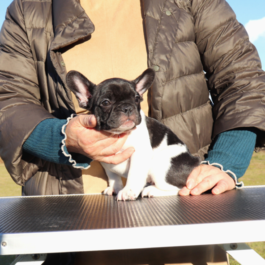 181112PDF-01優しいお顔で愛嬌ある牛柄模様が可愛いフレンチブルドッグのパイド女の子です。-3