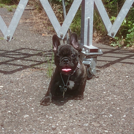 190201BRM-01W骨量があり構成バランスが綺麗なフレンチブルドッグのブリンドル男の子です。-1