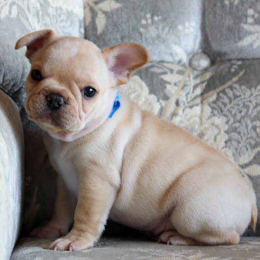 190310CRM-02アメリカ系コロコロボディーのフレンチブルドッグのクリーム男の子です。-1