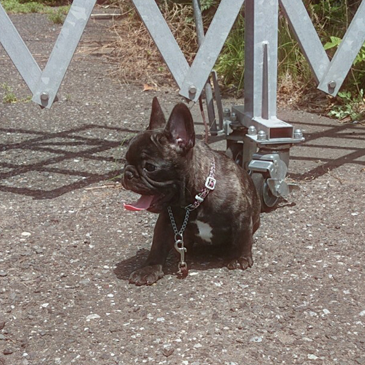 190201BRM-01W骨量があり構成バランスが綺麗なフレンチブルドッグのブリンドル男の子です。-2