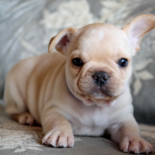 190310CRM-02アメリカ系コロコロボディーのフレンチブルドッグのクリーム男の子です。-2