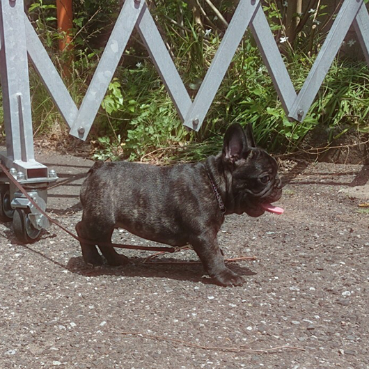 190201BRM-01W骨量があり構成バランスが綺麗なフレンチブルドッグのブリンドル男の子です。-3