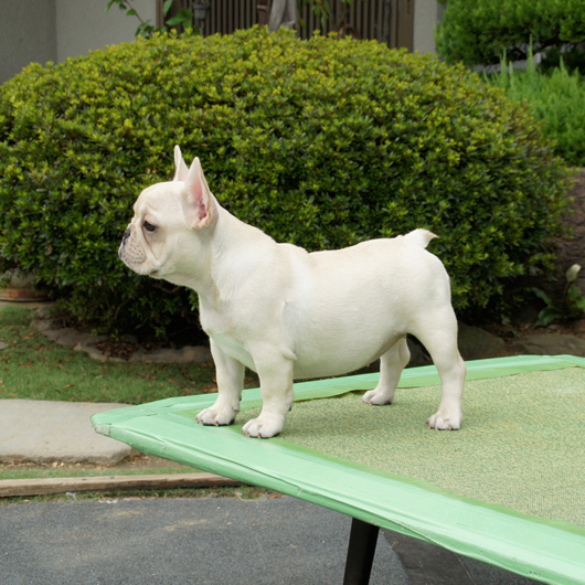 190516CRF-02Wアメリカ系コロコロボディーのフレンチブルドッグのクリーム女の子です。-2