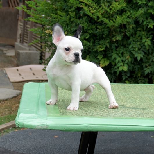 190602PDM-02Wキャラクター性ある牛柄模様が可愛い小ぶりなフレンチブルドッグのパイド男の子です。-3