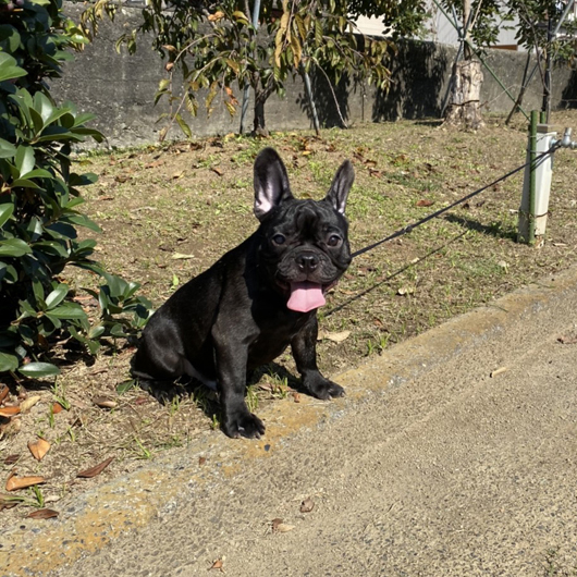 190531BRM-03W可愛いお顔でコロコロボディーのフレンチブルドッグのブリンドル男の子です。-1