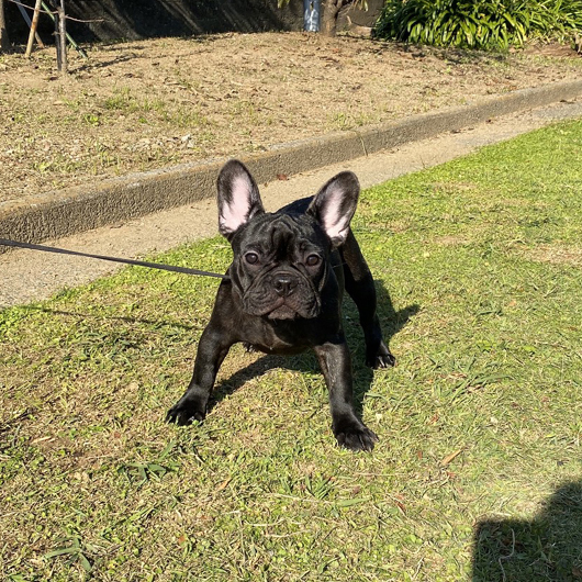 190531BRM-03W可愛いお顔でコロコロボディーのフレンチブルドッグのブリンドル男の子です。-2