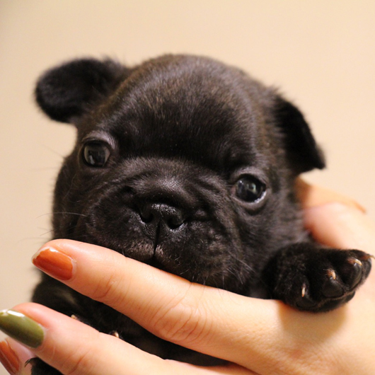 191028BRF-01可愛いお顔でコロコロボディーのフレンチブルドッグのブリンドル女の子です。-2