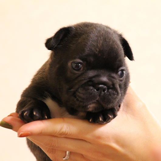 191028BRF-01可愛いお顔でコロコロボディーのフレンチブルドッグのブリンドル女の子です。-3