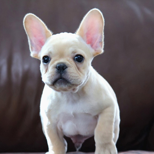 190905CRM-01アメリカ系コロコロボディーのフレンチブルドッグのクリーム男の子です。-1