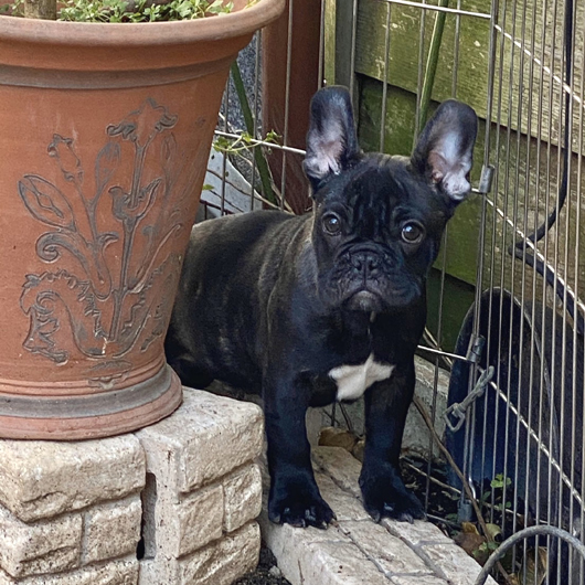 191027BRM-01Wバランス構成が綺麗なコロコロボディーのフレンチブルドッグのブリンドル男の子です。-1