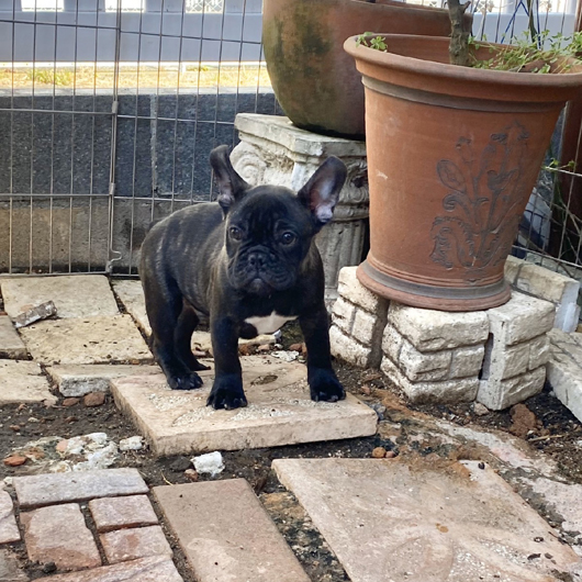 191027BRM-01Wバランス構成が綺麗なコロコロボディーのフレンチブルドッグのブリンドル男の子です。-2