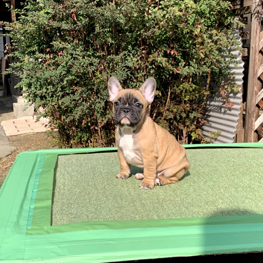 191117RFM-01可愛いお顔でコロコロボディーのフレンチブルドッグのレッドフォーン男の子です。-2