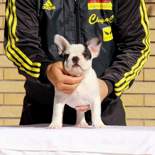 191105PDF-01Wアメリカ系コロコロボディーのフレンチブルドッグのパイド女の子です。-1