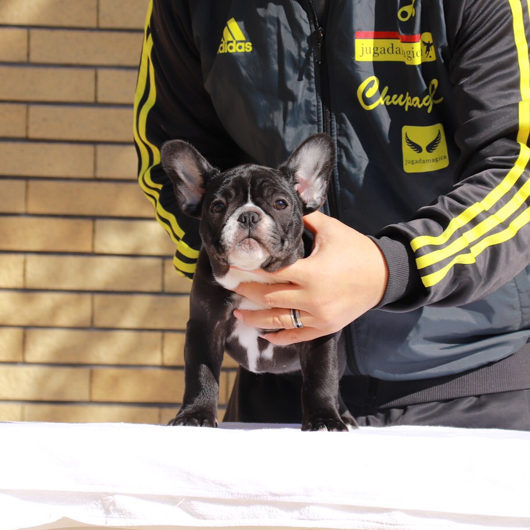 191105BRF-01Wアメリカ系コロコロボディーのフレンチブルドッグのブリンドル女の子です。-1