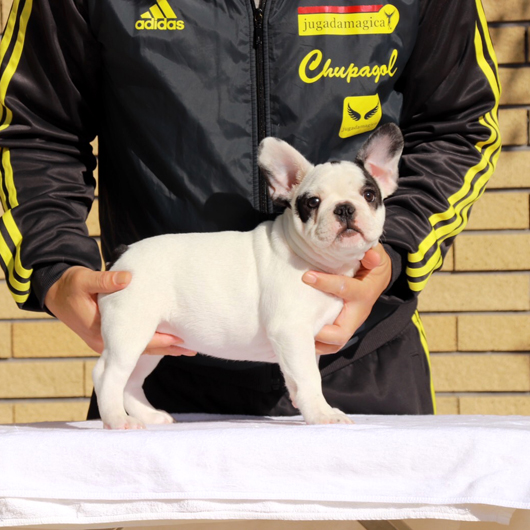 191105PDF-01Wアメリカ系コロコロボディーのフレンチブルドッグのパイド女の子です。-2