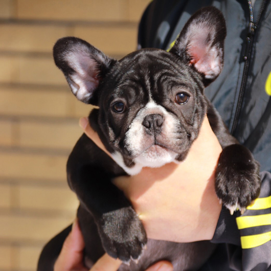 191105BRF-01Wアメリカ系コロコロボディーのフレンチブルドッグのブリンドル女の子です。-2