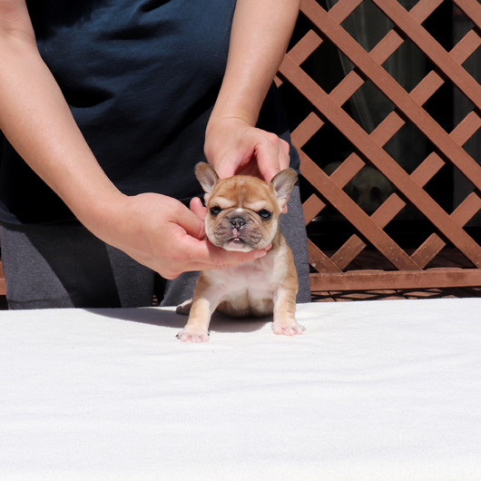 200208RFM-01見ているとやみつきになる可愛いお顔でコロコロボディーのフレンチブルドッグのレッドフォーン男の子です。-1