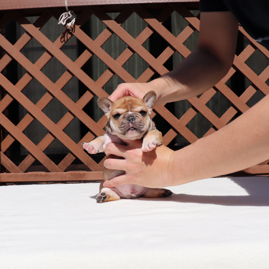 200208RFM-01見ているとやみつきになる可愛いお顔でコロコロボディーのフレンチブルドッグのレッドフォーン男の子です。-3