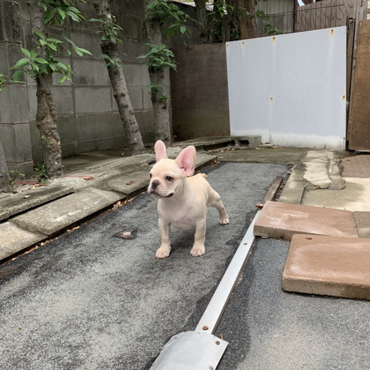 200402CRM-03Wアメリカ系コロコロボディーのフレンチブルドッグのクリーム男の子です。-1