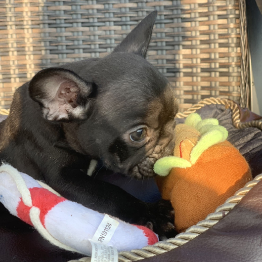 200623BRM-0203W可愛いお顔で良血統なフレンチブルドッグのブリンドル兄弟です。-4