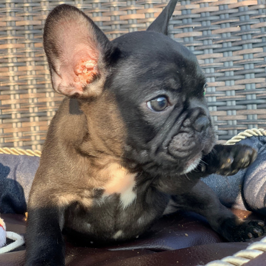 200623BRM-0203W可愛いお顔で良血統なフレンチブルドッグのブリンドル兄弟です。-2