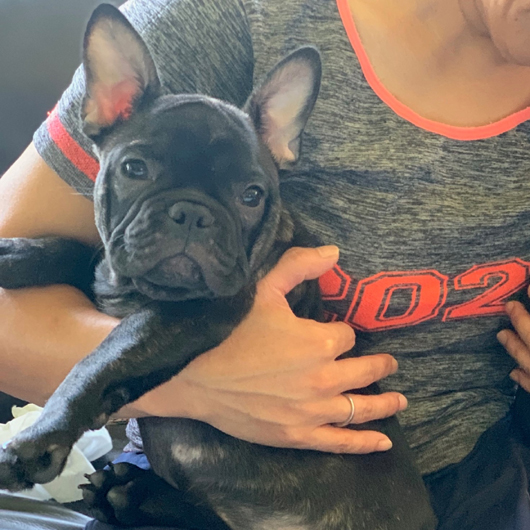 200517BRF-01W-02W可愛いお顔で良血統なフレンチブルドッグのブリンドル姉妹です。-1
