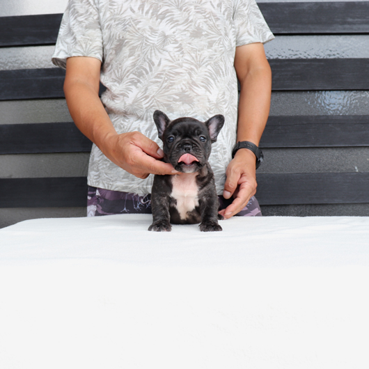 200724BRM-01可愛いお顔でコロコロボディーのフレンチブルドッグのブリンドル男の子です。-1