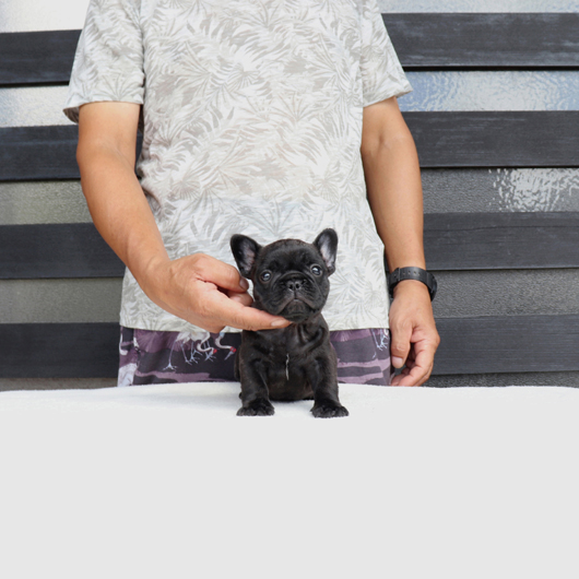 200724BRF-01可愛いお顔でコロコロボディーのフレンチブルドッグのブリンドル男の子です。-1