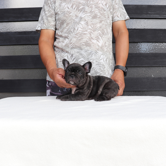 200724BRM-01可愛いお顔でコロコロボディーのフレンチブルドッグのブリンドル男の子です。-3