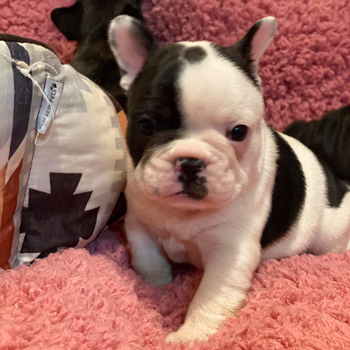 子犬販売 Zaihoo フレンチブルドッグ子犬販売 ウェア販売