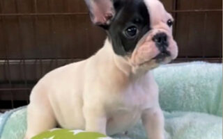 Zaihoo フレンチブルドッグ子犬販売 ウェア販売 Zaihooはフレンチブルドッグのウェア販売 フレンチブルドッグの子犬販売 フレンチブルドッグ のブログなどフレンチブルドッグの総合サイトです Zaihoo フレンチブルドッグ子犬販売 ウェア販売 Zaihooはフレンチブルドッグのウェア販売 フレンチブルドッグの子犬販売 フレンチブルドッグ のブログなどフレンチブルドッグの総合サイトです