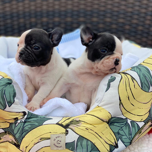 pdm 01pdf 01愛嬌ある片パンチカラーが可愛いフレンチブルドッグのパイド兄妹です Zaihoo フレンチブルドッグ 子犬販売 ウェア販売