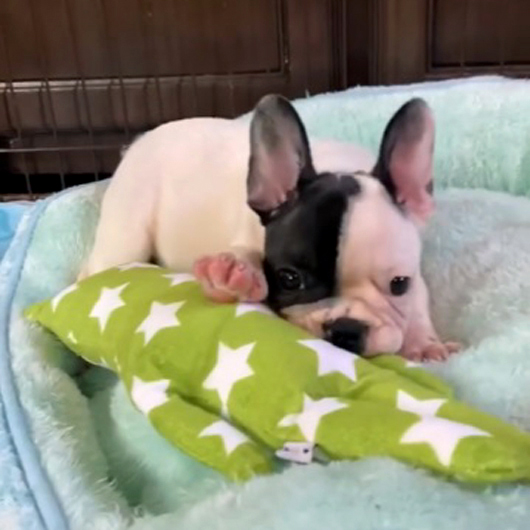 210601PDM-01W愛嬌ある片パンチカラーが可愛いフレンチブルドッグのパイド男の子です。-2