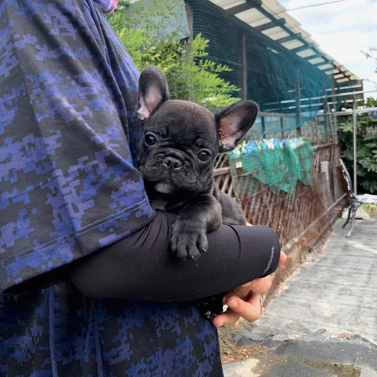 brf 01可愛いお顔でコロコロボディーのフレンチブルドッグのブリンドル女の子です Zaihoo フレンチブルドッグ 子犬販売 ウェア販売