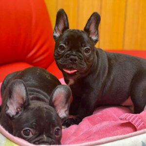 子犬販売で新しいブリンドル兄妹の写真を紹介！