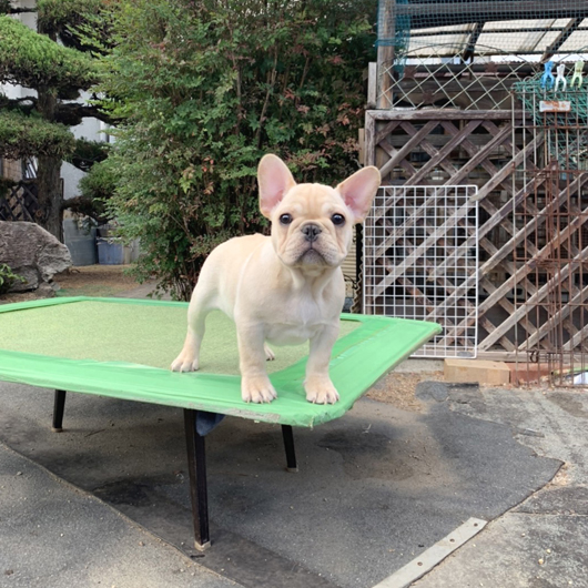 210827CRM-01Wアメリカ系コロコロボディーのフレンチブルドッグのクリーム男の子です。-1