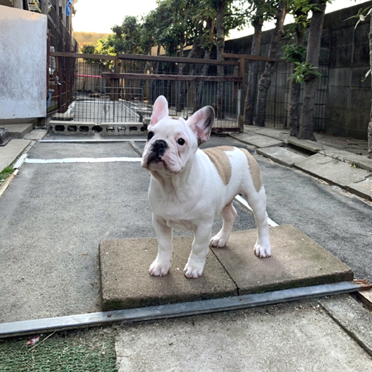 210821FPM-01Wブルドッグのような雰囲気が可愛いフレンチブルドッグのフォーンパイド男の子です。-1