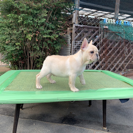 210827CRM-01Wアメリカ系コロコロボディーのフレンチブルドッグのクリーム男の子です。-2