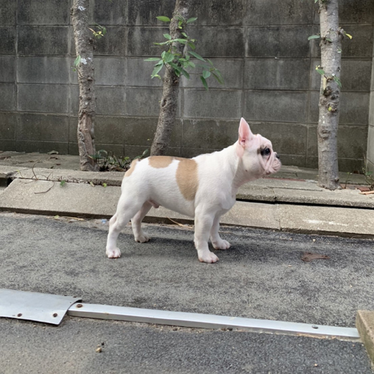 210821FPM-01Wブルドッグのような雰囲気が可愛いフレンチブルドッグのフォーンパイド男の子です。-2